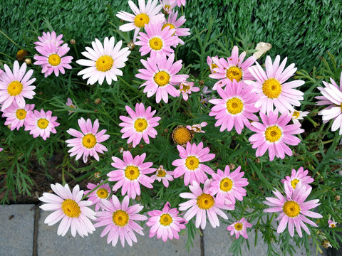 木春菊