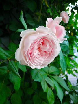 玫瑰花