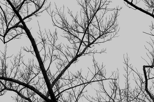 冬天枯树枝