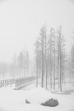 雪景