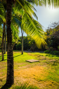 椰子树草地