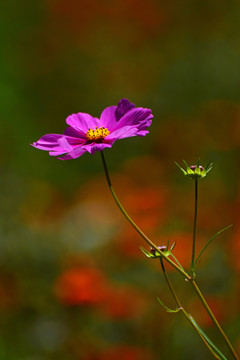 格桑花