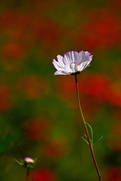 格桑花