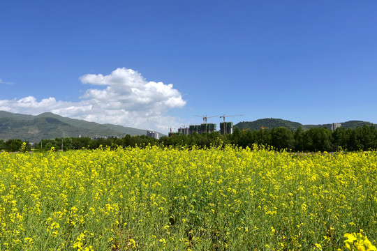 油菜花海