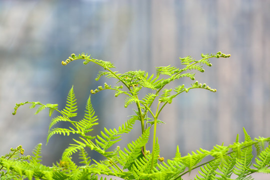 蕨类植物