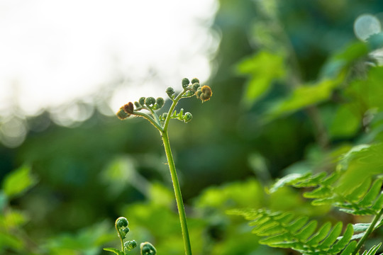 蕨类植物