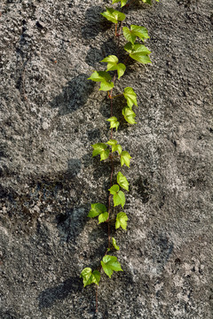 藤蔓植物