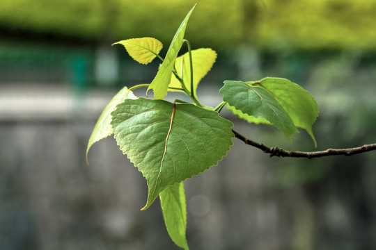 绿叶嫩叶