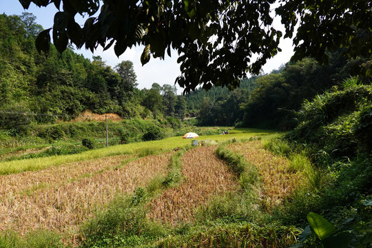 田野风光