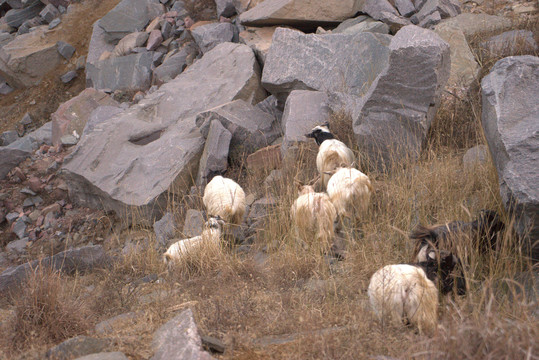 乡村牧羊