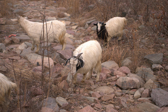 乡村放羊