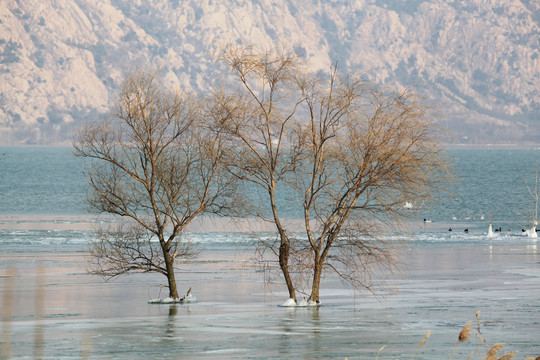 冬日水中的柳树