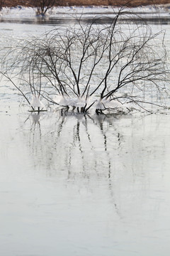 冬日水中的柳树