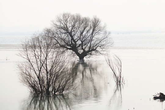 水中枯树
