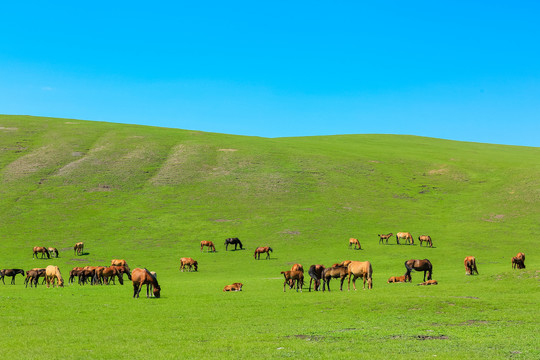 夏季牧场草原马群