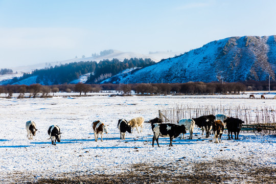 冬季牧场牛群