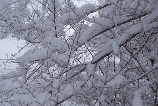 积雪