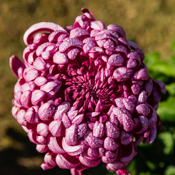 杭州植物园菊花展