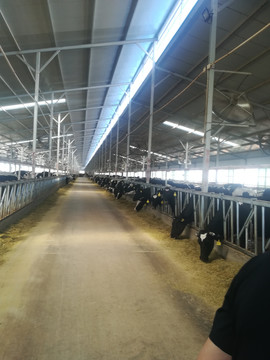 奶牛养殖场