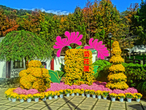 菊花展景观