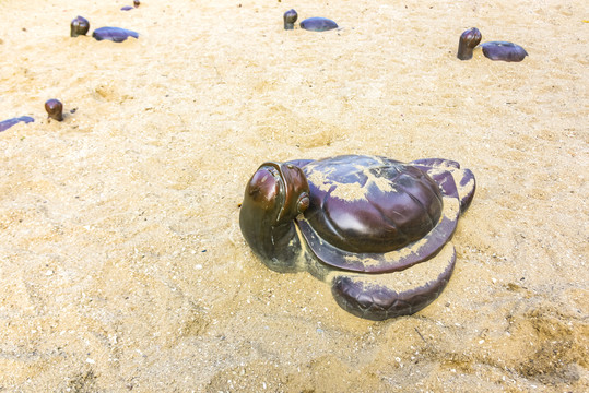 海龟造型