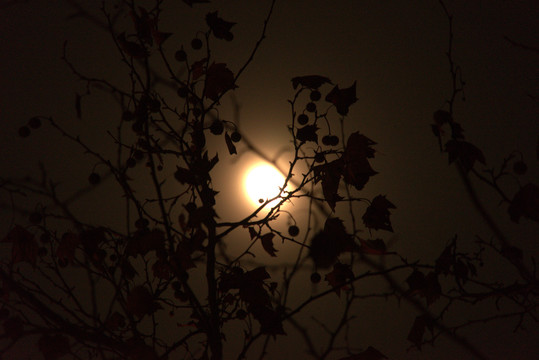 树叶中的月光