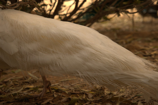 白色孔雀羽毛尾