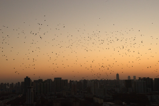 落日余晖群鸟