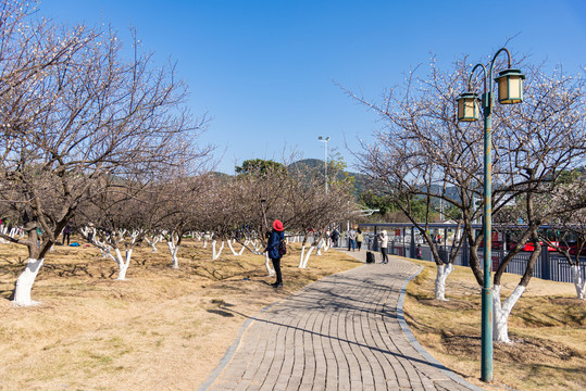 萝岗香雪公园梅花绽放景色