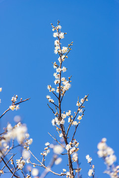 一枝白梅花