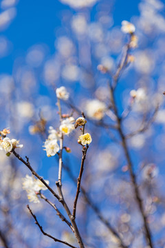 香雪公园梅花正盛开