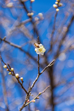 香雪公园梅花