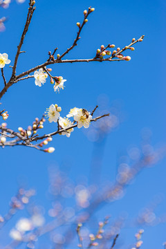 晴天里香雪公园白梅花绽放