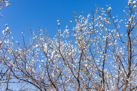 萝岗香雪公园梅花林