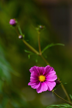 格桑花