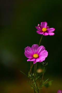 格桑花