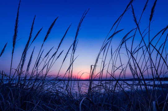 夕阳下的芦苇