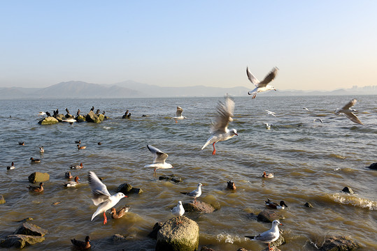 飞舞的海鸟