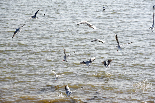 海面飞鸟