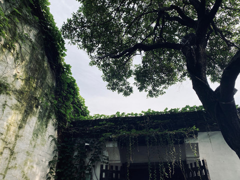 杭州屋檐下的绿色藤蔓