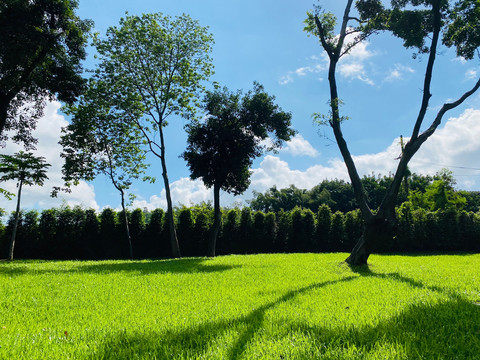 深圳晴绿化天空