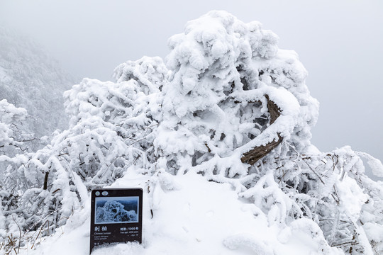 香炉山雪景