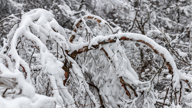 雪景