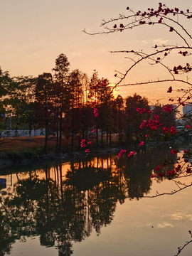 水杉夕阳红