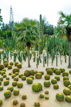 厦门植物园沙生植物区