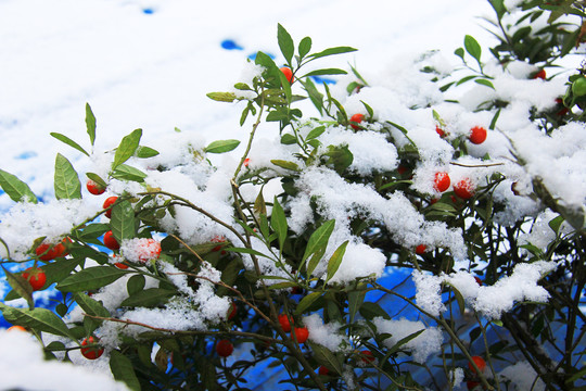 金弹子树雪景