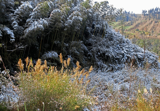 芦苇丛雪景