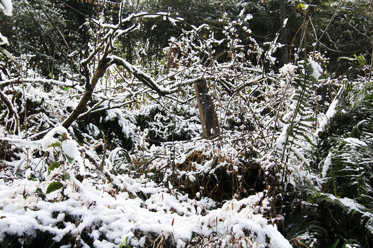 山地雪景