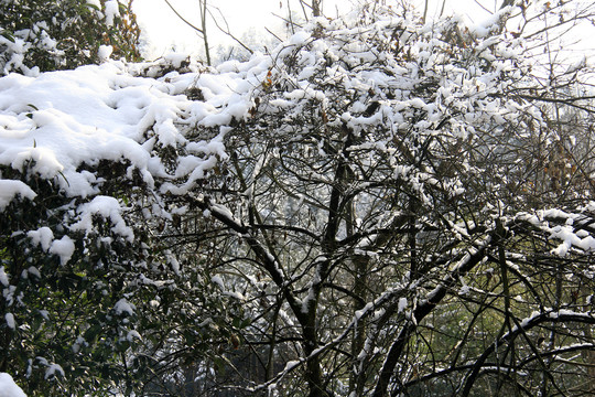 山地雪景