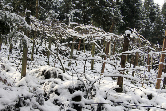 山地雪景